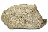 Fossil Tyrannosaur (T rex) Bone Section - Wyoming #328701-1